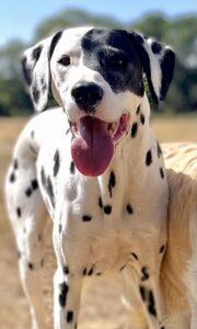 Black and White Dalmatian with its tongue out