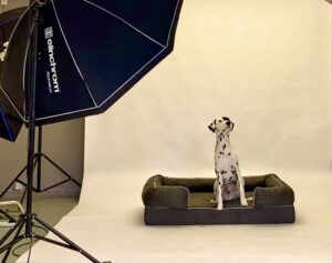 Black and White Dalmatian sitting on a bed at a photography shoot 