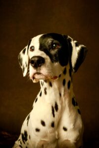 Black and White Dalmatian with orange eyes looking distinguished