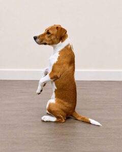 Tan & White Parson and Russell Mix sitting on back legs