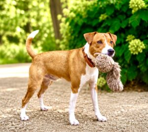 Parson and Russell Mix holding a toy in his mouth