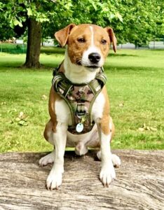 Tan & White Parson and Russell Mix wearing a camo harness sitting on a tree trunk