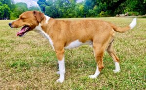 Tan & White Parson and Russell Mix side profile (left)