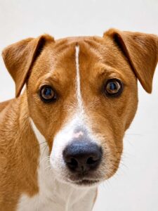 Close up photo of Tan & White Parson and Russell Mix