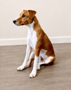 Tan & White Parson and Russell Mix sitting looking left