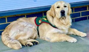 Golden Retriever laying down with a green harness