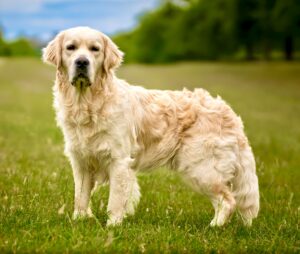 Golden Retriever standing side profile but looking towards the camera