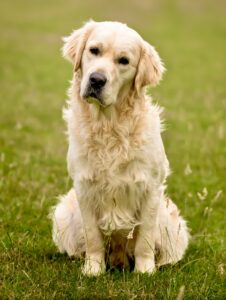 Golden Retriever sitting on grass and tilting his head slightly