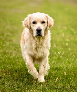Golden Retriever walking on grass towards the camera