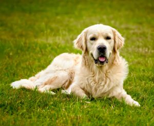 Golden Retriever laying down on green grass