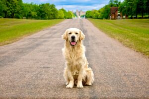 happy Golden Retriever sitting patiently on a paved walkway