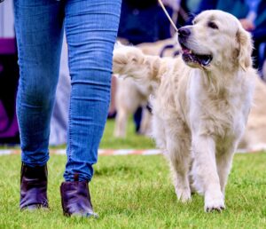 Golden Retriever looking up at his handler