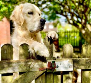 Golden Retriever standing on his hind legs and looking over a gate
