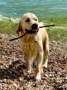 Golden Retriever at the beach with a stick in his mouth