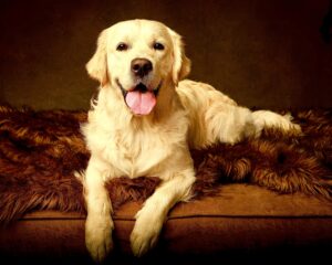 Golden Retriever laying on a leather bed with a fluffy throw
