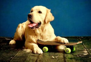 Golden Retriever with his paw on a skateboard
