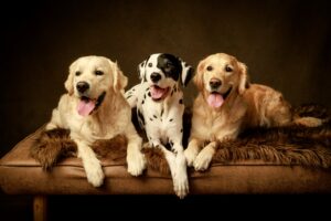 Golden Retriever sitting with his dog friends