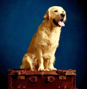 Golden Retriever sitting on an old suitcase