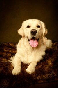happy Golden Retriever laying on a fluffy bed with his tongue out