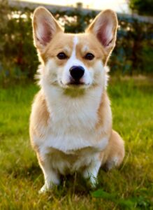 Tan and White Corgi sitting on grass and posing for a picture
