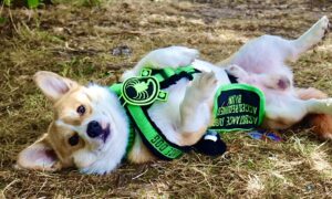 Tan and White Corgi laying on his back whilst wearing a green harness