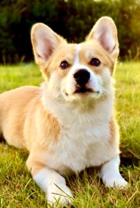 Tan and White Corgi laying on the grass