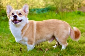 side profile of Tan and White Corgi standing on green grass whilst looking at the camera