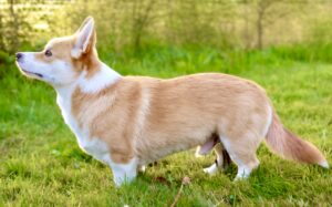 Side profile of Tan and White Corgi standing on green grass