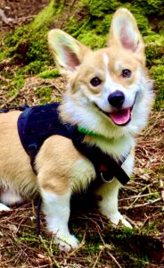 Tan and White Corgi in a blue harness smiling for his photo