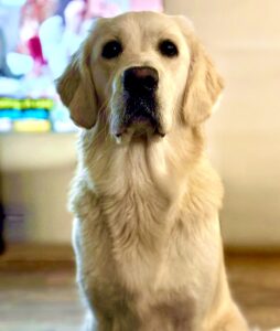 Golden Retriever sitting infront of the TV