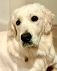 Close up photo of cream Golden Retriever