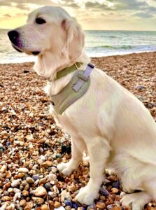 Golden Retriever sitting on the beach looking left