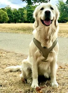 Golden Retriever sitting and smiling for her photo