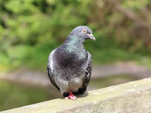 Pigeon