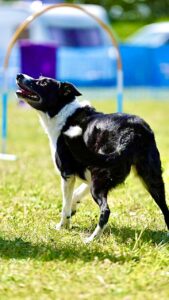Black and White Border Collie doing agility training