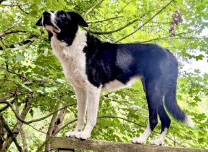 Black and White Border Collie balancing on a timber frame