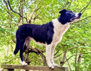 Black and White Border Collie balancing on a timber frame