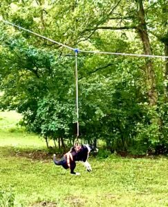 Black and White Border Collie suspended in the air