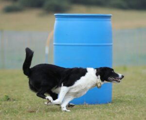 Black and White Border Collie running around an agility obstacle