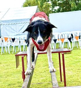 Black and White Border Collie balancing on agility obstacle