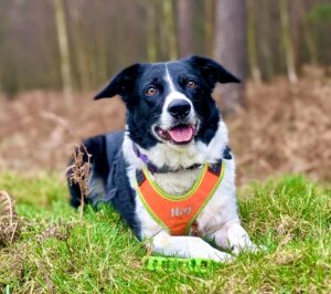 Black and White Border Collie laying down on the grass wearing an orange harness