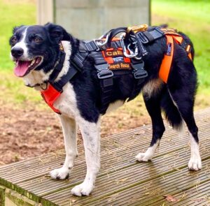 Black and White Border Collie wearing a harness