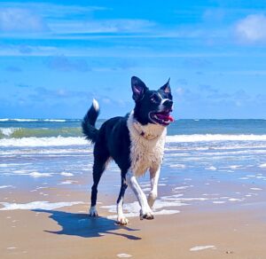 Black and White Border Collie at the beach