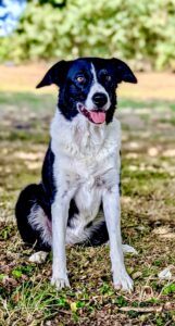 Black and White Border Collie sitting on the grass