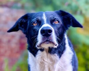 Black and White Border Collie with orange eyes