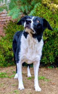 Black and White Border Collie standing and looking up