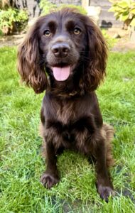 Chocolate Working Cocker Spaniel sitting on the grass with her tongue out