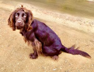 Chocolate Working Cocker Spaniel sitting on a dirt road