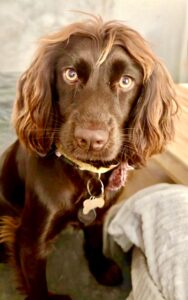 Chocolate Working Cocker Spaniel looking into the camera
