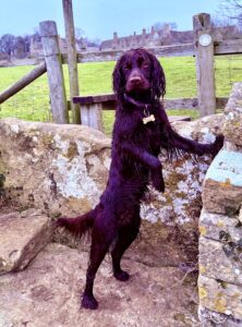 Chocolate Working Cocker Spaniel standing with her paws on a log